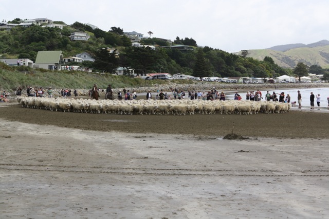 Droving sheep on the beach